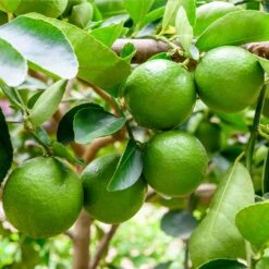 Persian 'Bearss' Lime Tree -Flourish Garden Persian Lime Tree 5 FGT