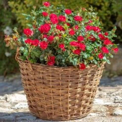 Petite Knock Out® Rose -Flourish Garden Petite Red Knockout Rose2 FGT