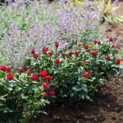 Petite Knock Out® Rose -Flourish Garden Petite Red Knockout Rose4