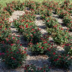 Petite Knock Out® Rose -Flourish Garden Petite Red Knockout Rose6