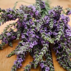Phenomenal™ Lavender Plant -Flourish Garden Phenomenal Lavender 3 FGT