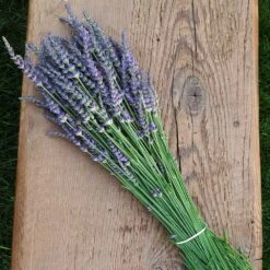Phenomenal™ Lavender Plant -Flourish Garden Phenomenal Lavender 7