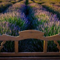 Phenomenal™ Lavender Plant -Flourish Garden Phenomenal Lavender 8 FGT