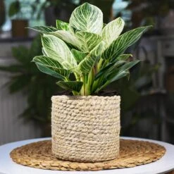 Rare House Plant Kit -Flourish Garden Philodendron Birkin 1 2d3789b2 defd 41b8 b089 45b1edca4363