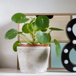 Pilea Peperomioides (Pancake Plant) 9 Pilea Peperomioides (Pancake Plant) -Flourish Garden Pilea Pancake Plant 3 FGT