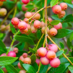 Pink Lemonade Blueberry Bush 6 Pink Lemonade Blueberry Bush -Flourish Garden Pin Lemonade Blueberry 1 26802e0d 4603 49c8 8784 fb7544bea792