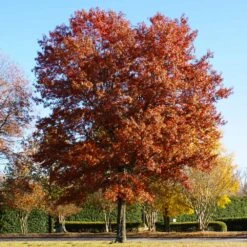 Pin Oak Tree 10 Pin Oak Tree -Flourish Garden Pin Oak 5 FGT