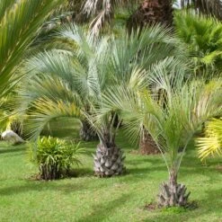 Pindo Palm -Flourish Garden Pindo Palm 2 FGT
