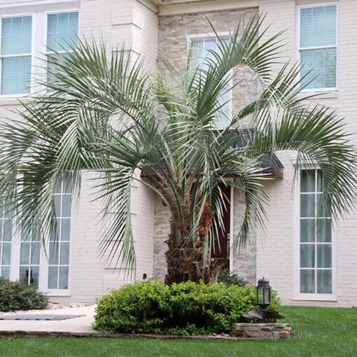 Pindo Palm 8 Pindo Palm -Flourish Garden Pindo Palm FGT 600x600 6afcbb09 6129 4a7c 887e b7632dc31a44