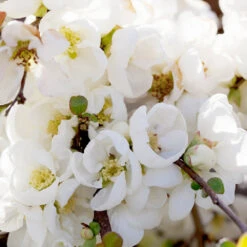 Pineapple Quince Tree -Flourish Garden Pineapple Quince 1 FGT