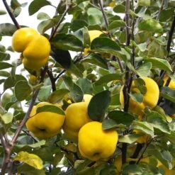 Pineapple Quince Tree -Flourish Garden Pineapple Quince 7