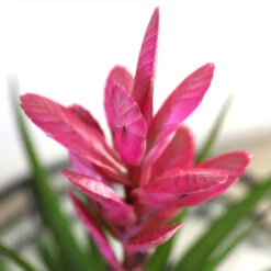 5-Inch Bromeliad In Decorative Pot -Flourish Garden Pink Bromiliad 2 e1dd7faf b9f8 429e 84d5 7ce3076db5e3
