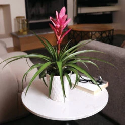 5-Inch Bromeliad In Decorative Pot -Flourish Garden Pink Bromiliad 4