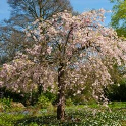 Pink Weeping Cherry Tree -Flourish Garden Pink Double Weeping Cherry 6 FGT