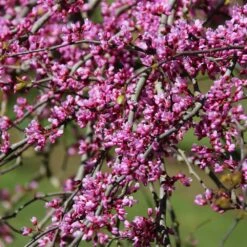 Pink Heartbreaker Redbud Tree -Flourish Garden Pink Heartbreaker Redbud 1