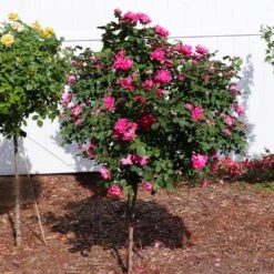 Pink Knock Out® Rose Tree -Flourish Garden Pink Knockout Rose Tree 2