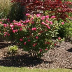 Double Pink Knock Out® Rose -Flourish Garden Pink Knockout Shrub 3