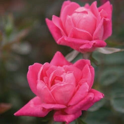 Double Pink Knock Out® Rose -Flourish Garden Pink Knockout Shrub 4 FGT
