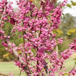 'Pink Pom Poms' Redbud Tree -Flourish Garden Pink Pom Pom Redbud 2
