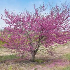 'Pink Pom Poms' Redbud Tree -Flourish Garden Pink Pom Pom Redbud 5
