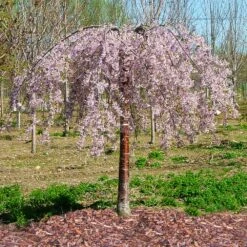 Pink Snow Showers™ Weeping Cherry Tree -Flourish Garden Pink Snow Showers Flowering Chery 1