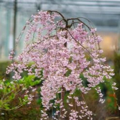 Pink Snow Showers™ Weeping Cherry Tree -Flourish Garden Pink Snow Showers Flowering Chery 2