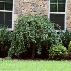 Pink Snow Showers™ Weeping Cherry Tree -Flourish Garden Pink Snow Showers Flowering Chery 4