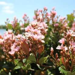 Pinkie Indian Hawthorn Shrub -Flourish Garden Pink indian Hawthorn 2