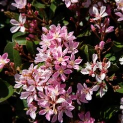 Pinkie Indian Hawthorn Shrub -Flourish Garden Pink indian Hawthorn 3 FGT