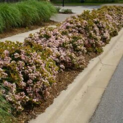 Pinkie Indian Hawthorn Shrub -Flourish Garden Pink indian Hawthorn 5