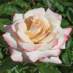 Pinkerbelle™ Rose -Flourish Garden Pinkerbelle Rose 1 FGT