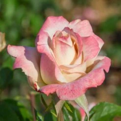 Pinkerbelle™ Rose -Flourish Garden Pinkerbelle Rose 2 FGT