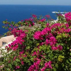 Pink Pixie Bougainvillea -Flourish Garden Pixie Pink BOugainv illea FGT 3