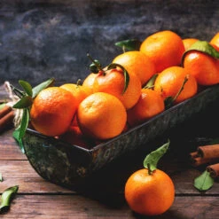 Pixie Mandarin Tree -Flourish Garden Pixie Mandarin Tree 3