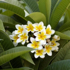 Plumeria -Flourish Garden Plumeria white