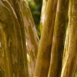 Pink Velour Crape Myrtle -Flourish Garden Pnk Velour Crape Myrtle