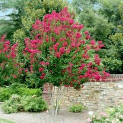 Pink Velour Crape Myrtle -Flourish Garden Pnk Velour Crape Myrtle 4 FGT
