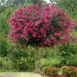 Pink Velour Crape Myrtle -Flourish Garden Pnk Velour Crape Myrtle 5 FGT