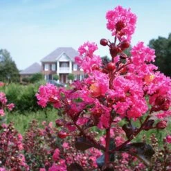 Pink Velour Crape Myrtle -Flourish Garden Pnk Velour Crape Myrtle 6 FGT