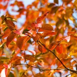 Pink Velour Crape Myrtle -Flourish Garden Pnk Velour Crape Myrtle 8