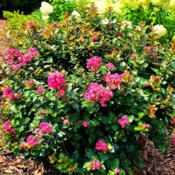 Pocomoke Crape Myrtle 8 Pocomoke Crape Myrtle -Flourish Garden Pocomoke Crape myrtle 2