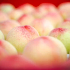 Polly Peach Tree -Flourish Garden Polly Peach 2