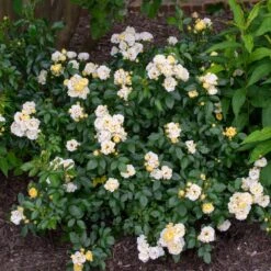 Popcorn Drift® Rose -Flourish Garden Popcorn Drift Rose 3