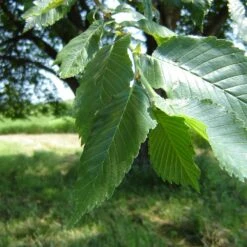 Prairie Expedition® Elm Tree -Flourish Garden Prairie Expedition Elm 2