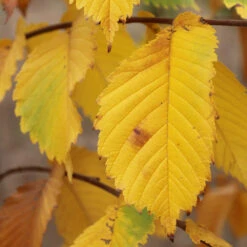 Prairie Expedition® Elm Tree -Flourish Garden Prairie Expedition Elm 3