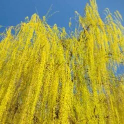Prairie Cascade Weeping Willow -Flourish Garden Prarie Cascade Willow 3 FGT