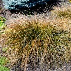 Prairie Fire Sedge -Flourish Garden Prarie Fire Sedge 4