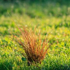 Prairie Fire Sedge -Flourish Garden Prarie Fire Sedge 5 FGT