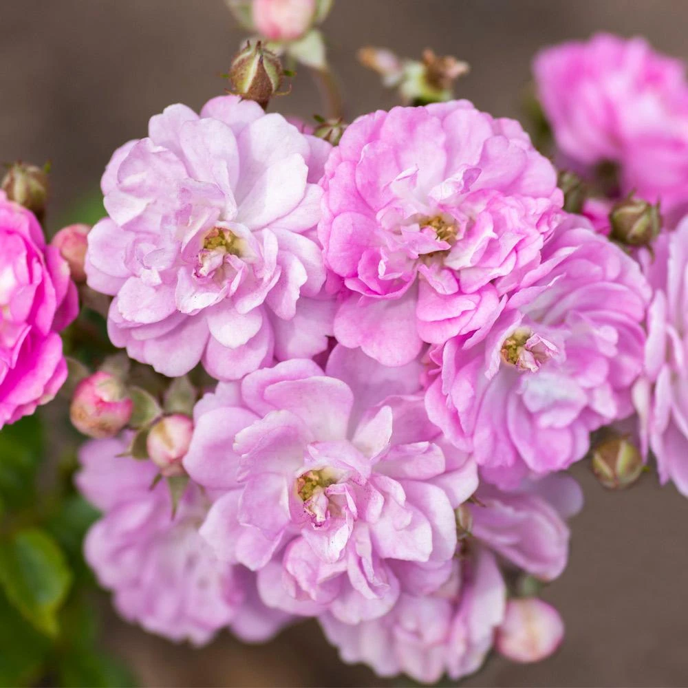 Pretty Polly® Lavender Rose 2 Pretty Polly® Lavender Rose - Image 2