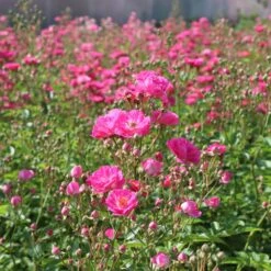 Pretty Polly® Pink Rose 7 Pretty Polly® Pink Rose -Flourish Garden Pretty Polly Pink